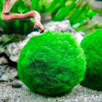 Кладофора-шар 3-4см