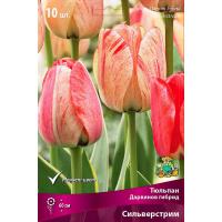 Дарвинов гибрид Сильверстрим