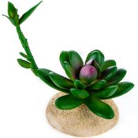 Растение TERRA DELLA Суккулент с отростком 7.5x6.5x12см (Нидерланды) Растение TERRA DELLA Суккулент с отростком 7.5x6.5x12см (Нидерланды)