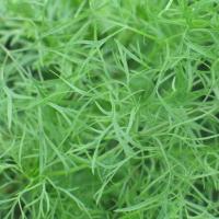 Кориандр Шико 100г Гавриш