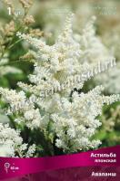 Астильба японская Аваланш (I) 1 шт