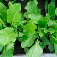 Щавель Чемпион 50 г