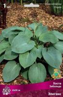 Хоста Зибольда Элеганс (I) 1 шт 