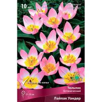 Тюльпан Ботанический Лайлак Уандер (нежно-сирен-роз, лимонно-жёлт у основания, 1ШТ, 6/7) 764053
