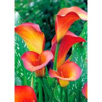 Калла Флейм /К