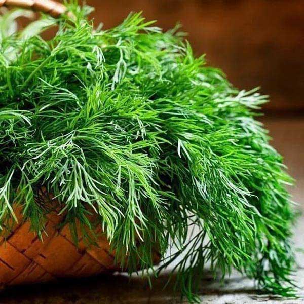 Укроп Кустистый 20*2 г