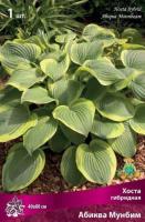 Хоста гибридная Абиква Мунбим (I) 1 шт