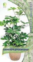 Шеффлера древовидная 5шт