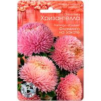 Астра Хризантелла Фламинго на закате 30шт