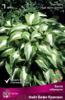 Хоста гибридная Найт Бифо Крисмас (I) 1 шт