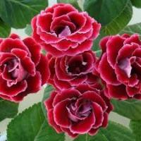 Комн. Глоксиния Брокада ред 5шт 