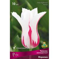 Тюльпан Лилиецветный Мэрилин (белый с розовой полосой 1ШТ, 11/12) 765530