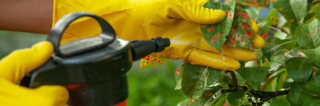 utilizeaza-eficient-fungicide.png utilizeaza-eficient-fungicide.png