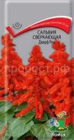 Сальвия сверкающая Дварф ред