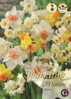 нарцисс микс