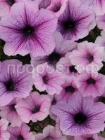 Без названия Без названия