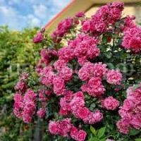 Без названия