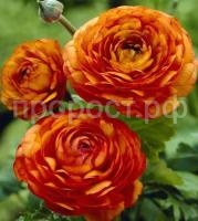 лютик 1 лютик 1