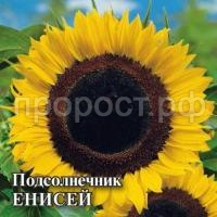 Подсолнечник Енисей 100 г Подсолнечник Енисей 100 г