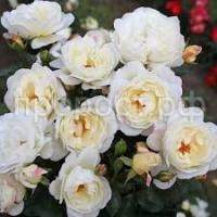 Без названия