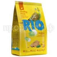 RIO_budgies_Moulting period_pachka_r RIO_budgies_Moulting period_pachka_r