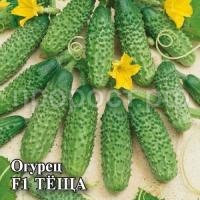 Огурец Теща F1 100 шт Огурец Теща F1 100 шт
