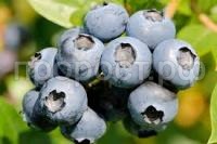 Без названия Без названия