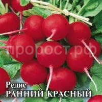 Редис Ранний красный 25 г