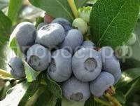 Без названия Без названия