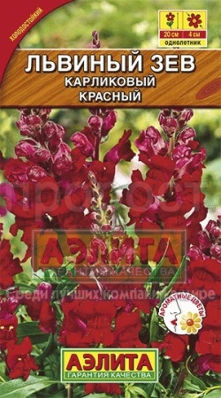 Львиный зев карликовый красный 10шт