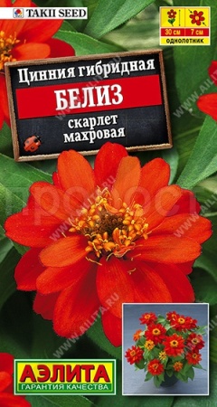 Цинния Белиз скарлет махровая 5шт 