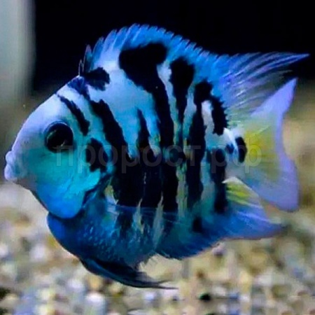 Рыба Попугай Сапфировый