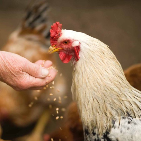 Ракушка для птиц 200гр ДОБРОЖИЛ