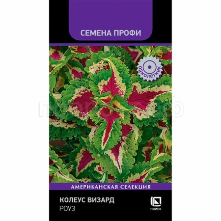 Поиск Колеус Визард Роуз 10шт 