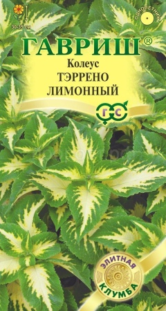 Колеус Тэррено лимонный 5шт 