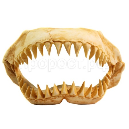 Грот Deksi Челюсти динозавра 1003 31*13*17/Ф7207 Грот Deksi Челюсти динозавра 1003 31*13*17/Ф7207