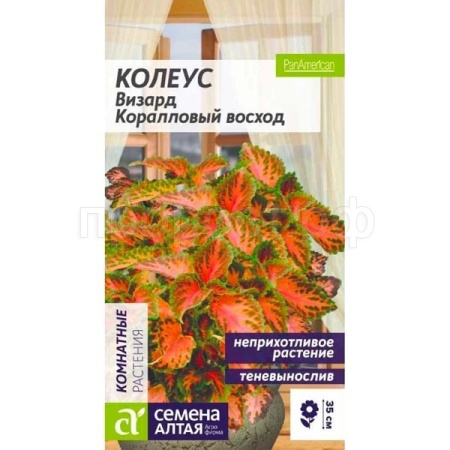 Колеус Визард Коралловый Восход 5шт