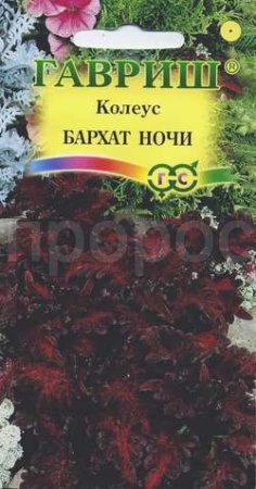 Колеус Бархат ночи 5шт