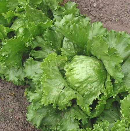 Салат Крупнокочанный 5г