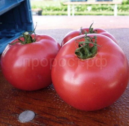 Томат Пинк Буш F1 1000 шт