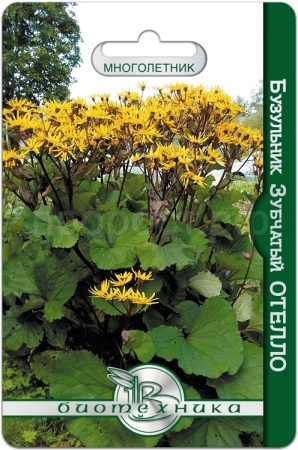 Бузульник зубчатый Отелло 10шт