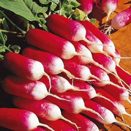 Редис Французский завтрак 10г