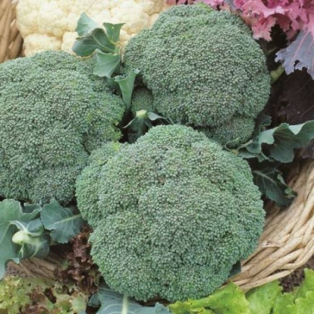 Капуста брокколи Грин Мэджик F1 250шт