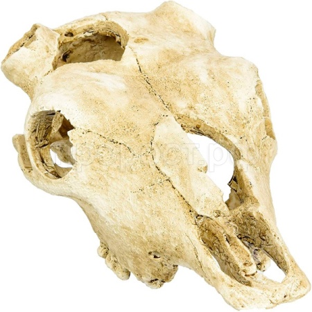 Грот LUCKY REPTILE Череп Skull Cow 22.5х12.5х8.5см (Германия) DS-B