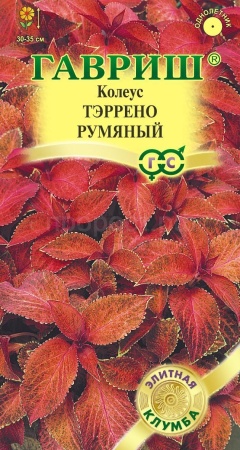 Колеус Тэррено румяный 4шт 