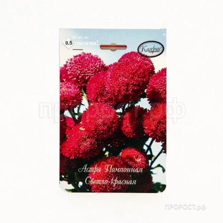 Астра Помпонная светло-красная Совершенство 20*1